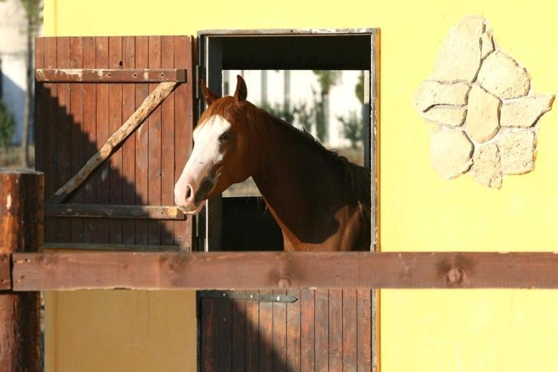 Agriturismo Posta Bassi Фоджа Екстериор снимка